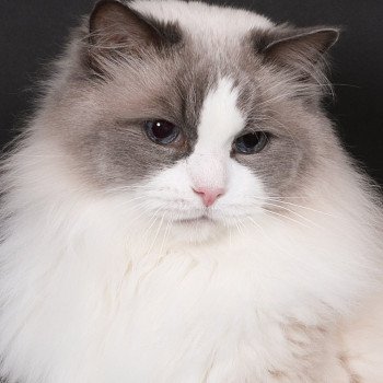 chat Ragdoll blue point bicolor Baize Barnabas Trycoline’s