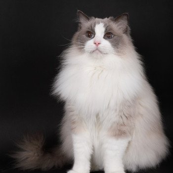 chat Ragdoll blue point bicolor Baize Barnabas Trycoline’s