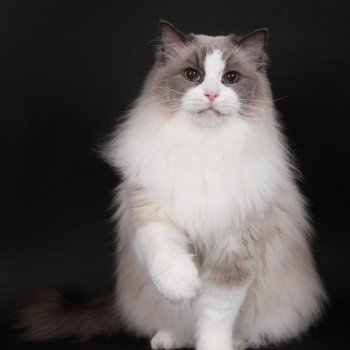 chat Ragdoll blue point bicolor Baize Barnabas Trycoline’s
