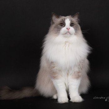chat Ragdoll blue point bicolor Baize Barnabas Trycoline’s