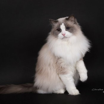 chat Ragdoll blue point bicolor Baize Barnabas Trycoline’s
