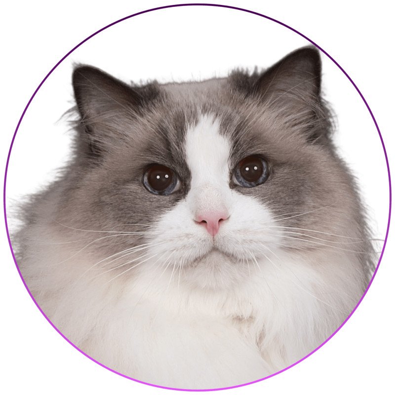 Roncadellodolls Baize Barnabas Mâle Ragdoll