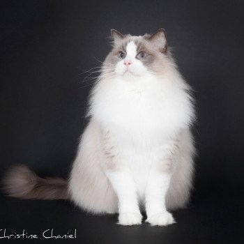 chat Ragdoll blue point bicolor Baize Barnabas Trycoline’s
