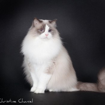 chat Ragdoll blue point bicolor Baize Barnabas Trycoline’s