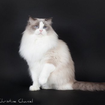 chat Ragdoll Baize Barnabas Trycoline’s