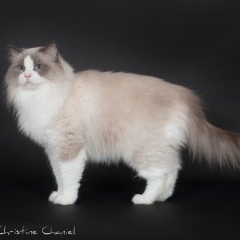 chat Ragdoll blue point & blanc Baize Barnabas Trycoline’s