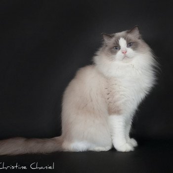 chat Ragdoll blue point & blanc Baize Barnabas Trycoline’s