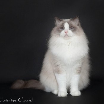 chat Ragdoll blue point & blanc Baize Barnabas Trycoline’s