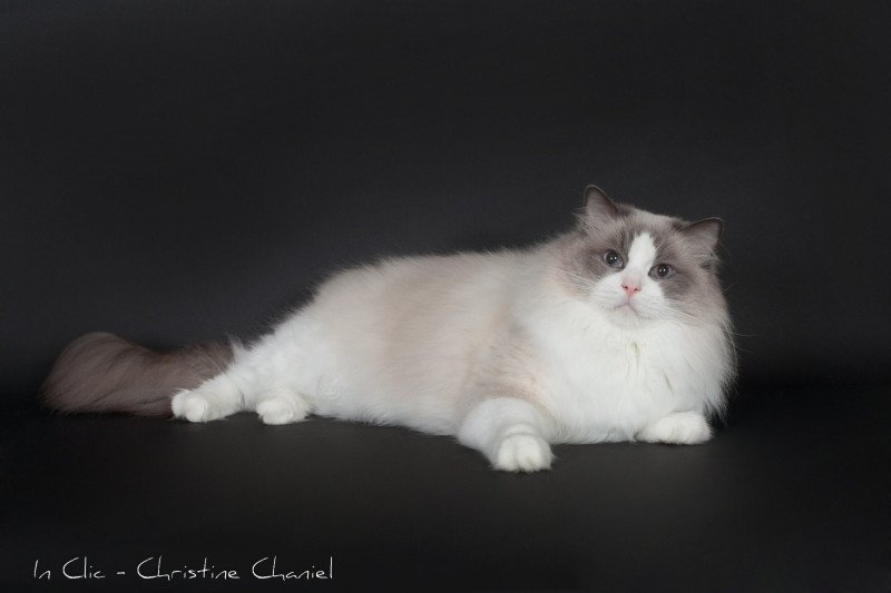 Roncadellodolls Baize Barnabas Mâle Ragdoll Roncadellodolls Baize Barnabas Mâle Ragdoll