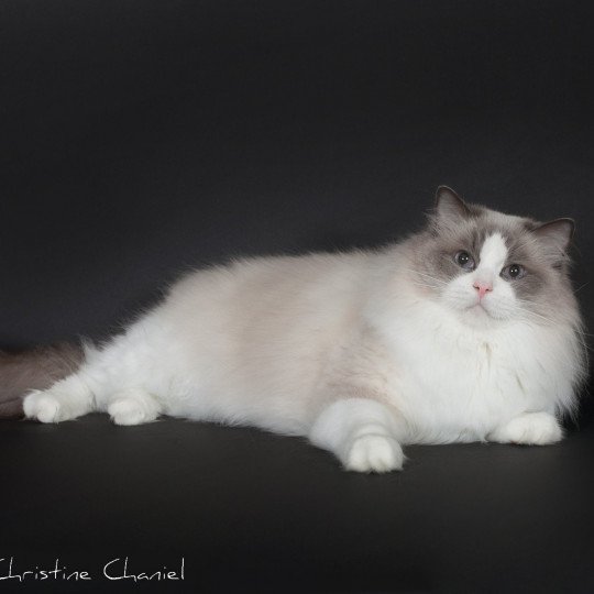Roncadellodolls Baize Barnabas Mâle Ragdoll