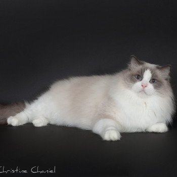 chat Ragdoll blue point & blanc Baize Barnabas Trycoline’s