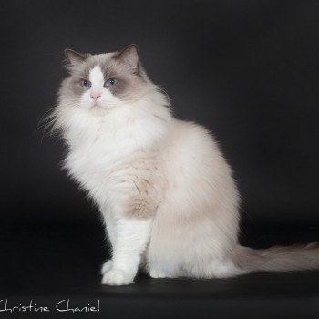 chat Ragdoll blue point & blanc Baize Barnabas Trycoline’s