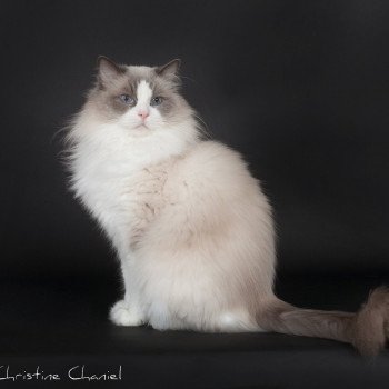 chat Ragdoll blue point & blanc Baize Barnabas Trycoline’s