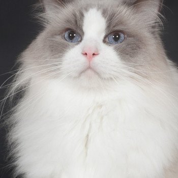 chat Ragdoll blue point & blanc Baize Barnabas Trycoline’s