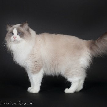 chat Ragdoll blue point & blanc Baize Barnabas Trycoline’s