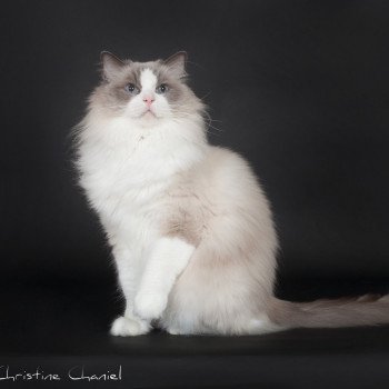 chat Ragdoll blue point & blanc Baize Barnabas Trycoline’s