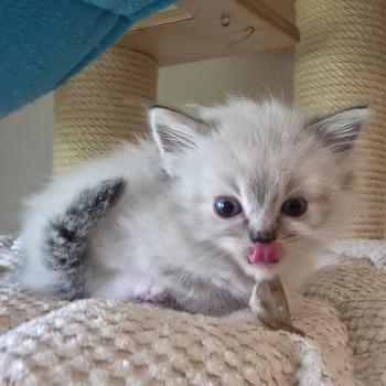 chaton Ragdoll seal tabby point mitted Baly Naël (bleu) Trycoline’s