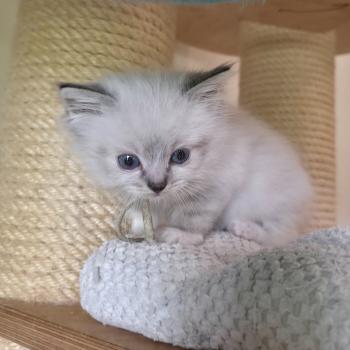chaton Ragdoll seal tabby point mitted Baly Naël (bleu) Trycoline’s