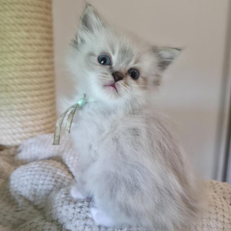 CH*Trycoline’s Baly Naël (bleu) Mâle Ragdoll