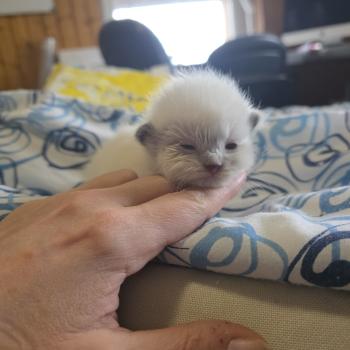chaton Ragdoll seal point Baly Oren (jaune) Trycoline’s