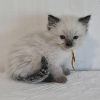 chaton Ragdoll seal point Baly Oren (jaune) Trycoline’s