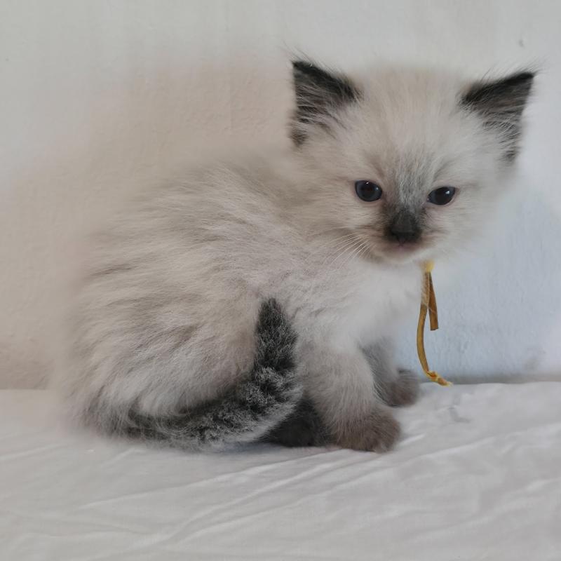 CH*Trycoline’s Baly Oren (jaune) Mâle Ragdoll