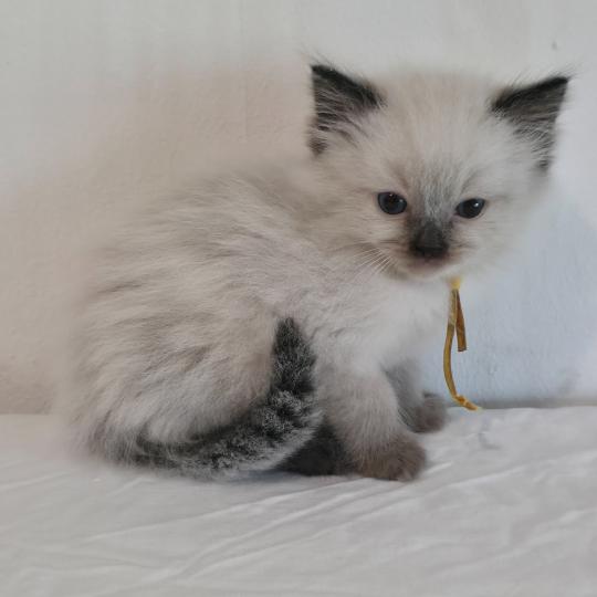 CH*Trycoline’s Baly Oren (jaune) Mâle Ragdoll