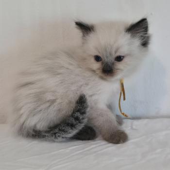 chaton Ragdoll seal point Baly Oren (jaune) Trycoline’s