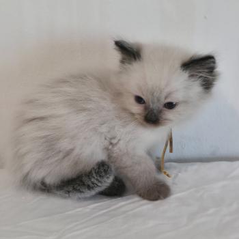 chaton Ragdoll seal point Baly Oren (jaune) Trycoline’s