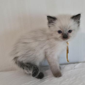 chaton Ragdoll seal point Baly Oren (jaune) Trycoline’s