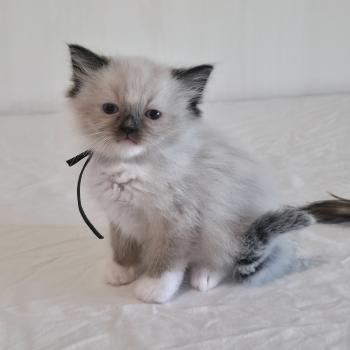 chaton Ragdoll seal point mitted Baly Oryan (noir) Trycoline’s