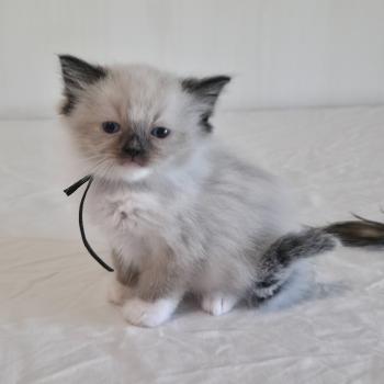 chaton Ragdoll seal point mitted Baly Oryan (noir) Trycoline’s