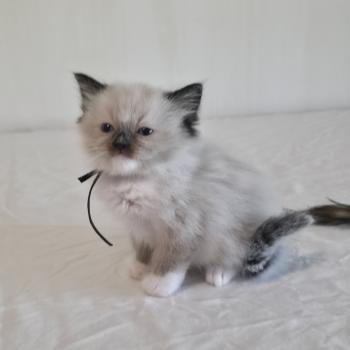 chaton Ragdoll seal point mitted Baly Oryan (noir) Trycoline’s