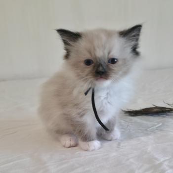 chaton Ragdoll seal point mitted Baly Oryan (noir) Trycoline’s