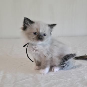 chaton Ragdoll seal point mitted Baly Oryan (noir) Trycoline’s
