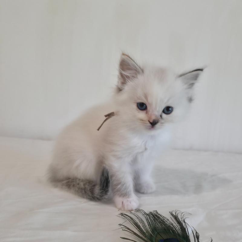 CH*Trycoline’s Baly Sorenka (rose) Femelle Ragdoll