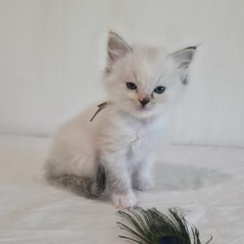 chaton Ragdoll seal tortie tabby point mitted Baly Sorenka (rose) Trycoline’s