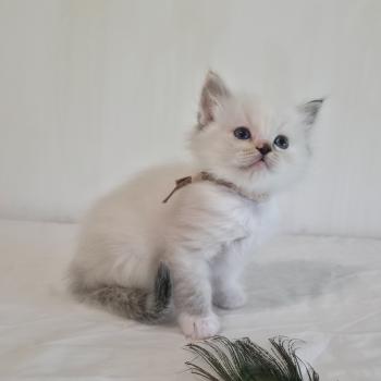 chaton Ragdoll seal tortie tabby point mitted Baly Sorenka (rose) Trycoline’s