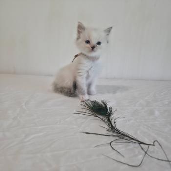 chaton Ragdoll seal tortie tabby point mitted Baly Sorenka (rose) Trycoline’s