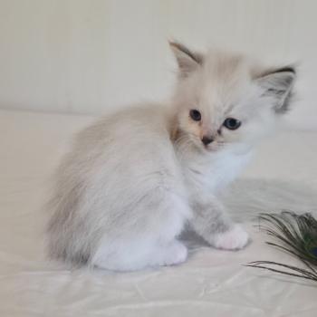 chaton Ragdoll seal tortie tabby point mitted Baly Sorenka (rose) Trycoline’s