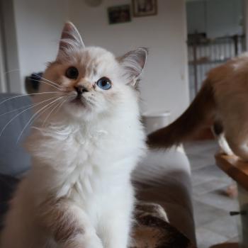 chat Ragdoll seal tortie tabby point mitted Baly Sorenka Mélyora Trycoline’s