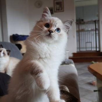 chat Ragdoll seal tortie tabby point mitted Baly Sorenka Mélyora Trycoline’s