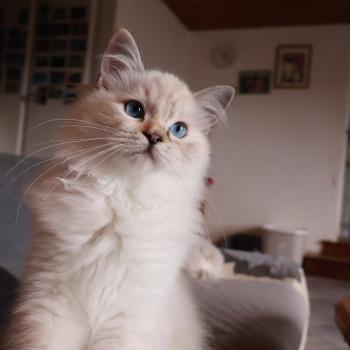 chat Ragdoll seal tortie tabby point mitted Baly Sorenka Mélyora Trycoline’s