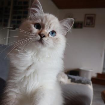 chat Ragdoll seal tortie tabby point mitted Baly Sorenka Mélyora Trycoline’s