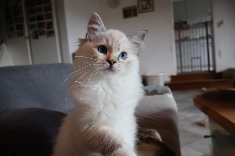 CH*Trycoline’s Baly Sorenka Mélyora Femelle Ragdoll