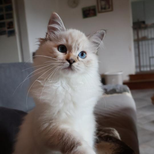 CH*Trycoline’s Baly Sorenka Mélyora Femelle Ragdoll
