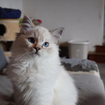 chat Ragdoll seal tortie tabby point mitted Baly Sorenka Mélyora Trycoline’s