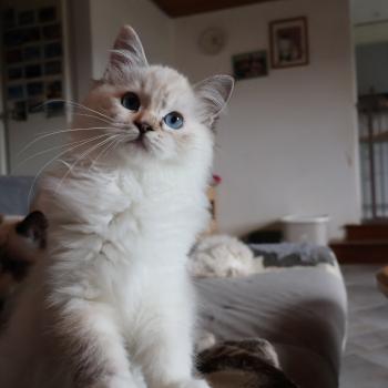 chat Ragdoll seal tortie tabby point mitted Baly Sorenka Mélyora Trycoline’s
