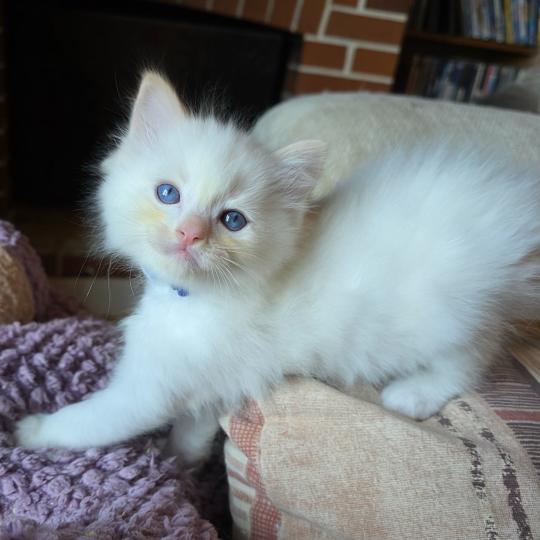 CH*Trycoline’s Balya Korélys ( bleu) Mâle Ragdoll