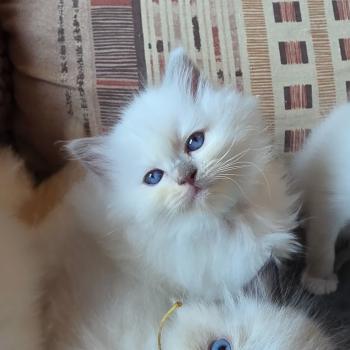 CH*Trycoline’s Balya Tessalya ( turquoise) Femelle Ragdoll